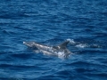 Rough-Toothed Dolphin