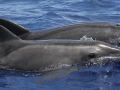 Rough-Toothed Dolphin