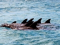 Rough-Toothed Dolphin