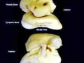 Rough-Toothed Dolphin