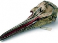 Rough-Toothed Dolphin