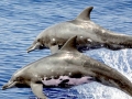 Rough-Toothed Dolphin