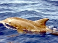 Rough-Toothed Dolphin