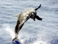 Rough-Toothed Dolphin