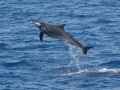 Rough-Toothed Dolphin