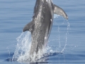 Rough-Toothed Dolphin