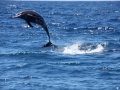 Rough-Toothed Dolphin
