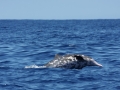 Rough-Toothed Dolphin