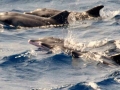Rough-Toothed Dolphin