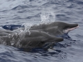 Rough-Toothed Dolphin