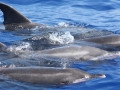 Rough-Toothed Dolphin