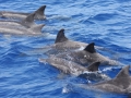 Rough-Toothed Dolphin