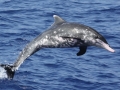 Rough-Toothed Dolphin