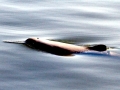 Rough-Toothed Dolphin