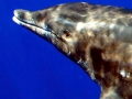 Rough-Toothed Dolphin