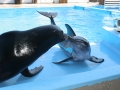 Rough-Toothed Dolphin