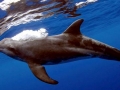 Rough-Toothed Dolphin