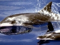 Rough-Toothed Dolphin