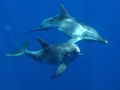 Rough-Toothed Dolphin