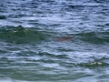 Roughtail Stingray