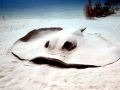 Roughtail Stingray