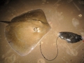 Roughtail Stingray