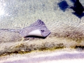 Roughtail Stingray