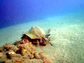 Roughtail Stingray