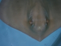 Roughtail Stingray
