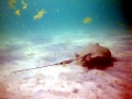 Roughtail Stingray
