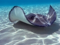 Roughtail Stingray