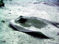 Roughtail Stingray