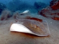 Roughtail Stingray