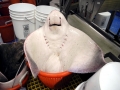 Roughtail Stingray