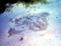 Roughtail Stingray