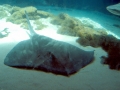 Roughtail Stingray