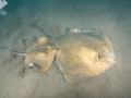 Roughtail Stingray
