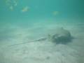 Roughtail Stingray