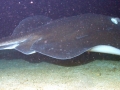 Roughtail Stingray