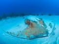 Roughtail Stingray