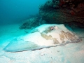 Roughtail Stingray