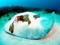 Roughtail Stingray