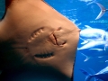 Roughtail Stingray