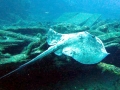 Roughtail Stingray