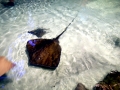 Roughtail Stingray