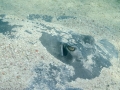 Roughtail Stingray