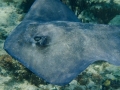 Roughtail Stingray