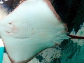 Roughtail Stingray