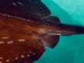 Roughtail Stingray