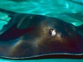 Roughtail Stingray